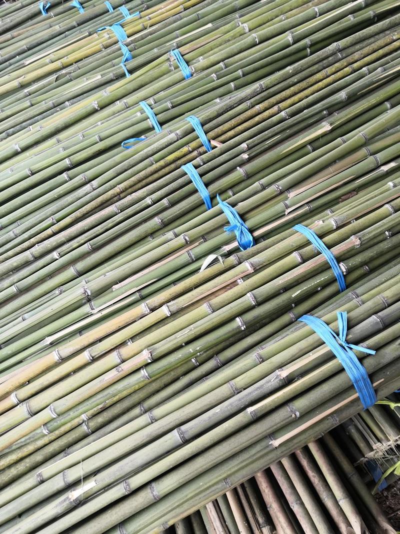 麻竹冬瓜架竹，竹竿4米到10米旗杆竹，果蔬撑杆等