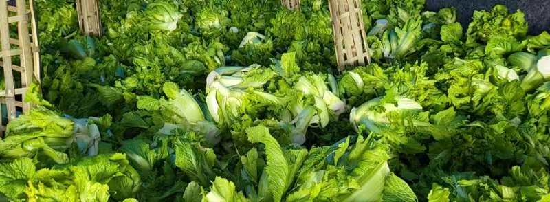 儿菜，精品儿菜，四川儿菜，重庆儿菜，优质儿菜