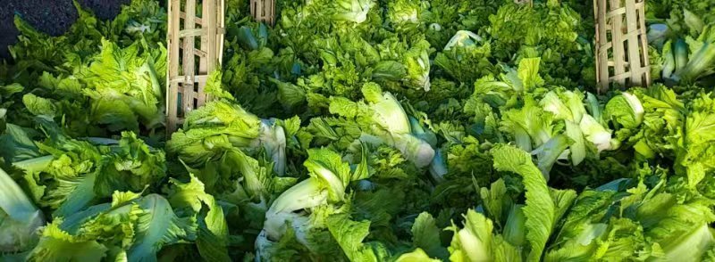 儿菜，精品儿菜，四川儿菜，重庆儿菜，优质儿菜