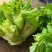 儿菜，精品儿菜，四川儿菜，重庆儿菜，优质儿菜