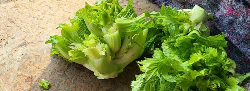 儿菜，精品儿菜，四川儿菜，重庆儿菜，优质儿菜
