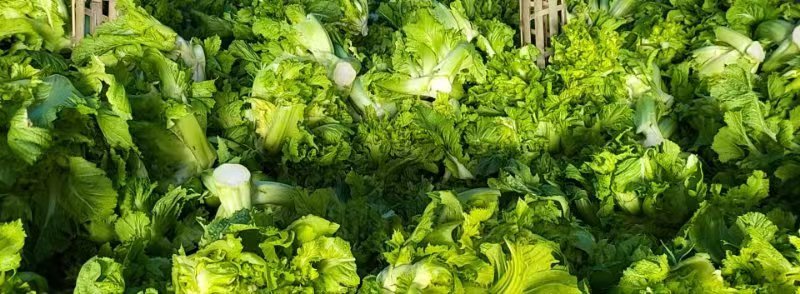 儿菜，精品儿菜，四川儿菜，重庆儿菜，优质儿菜