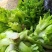儿菜，精品儿菜，四川儿菜，重庆儿菜，优质儿菜
