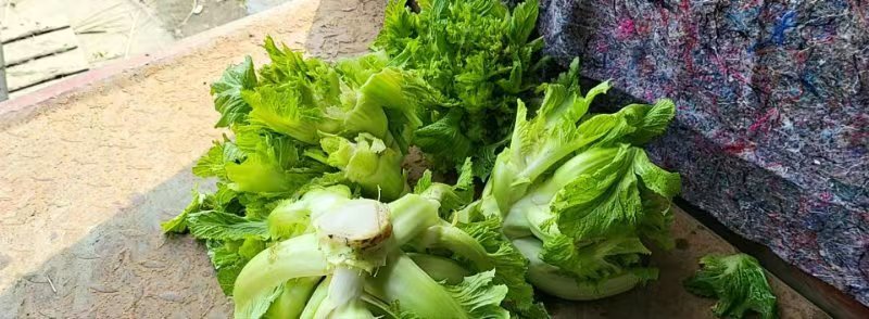 儿菜，精品儿菜，四川儿菜，重庆儿菜，优质儿菜