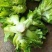 儿菜，精品儿菜，四川儿菜，重庆儿菜，优质儿菜