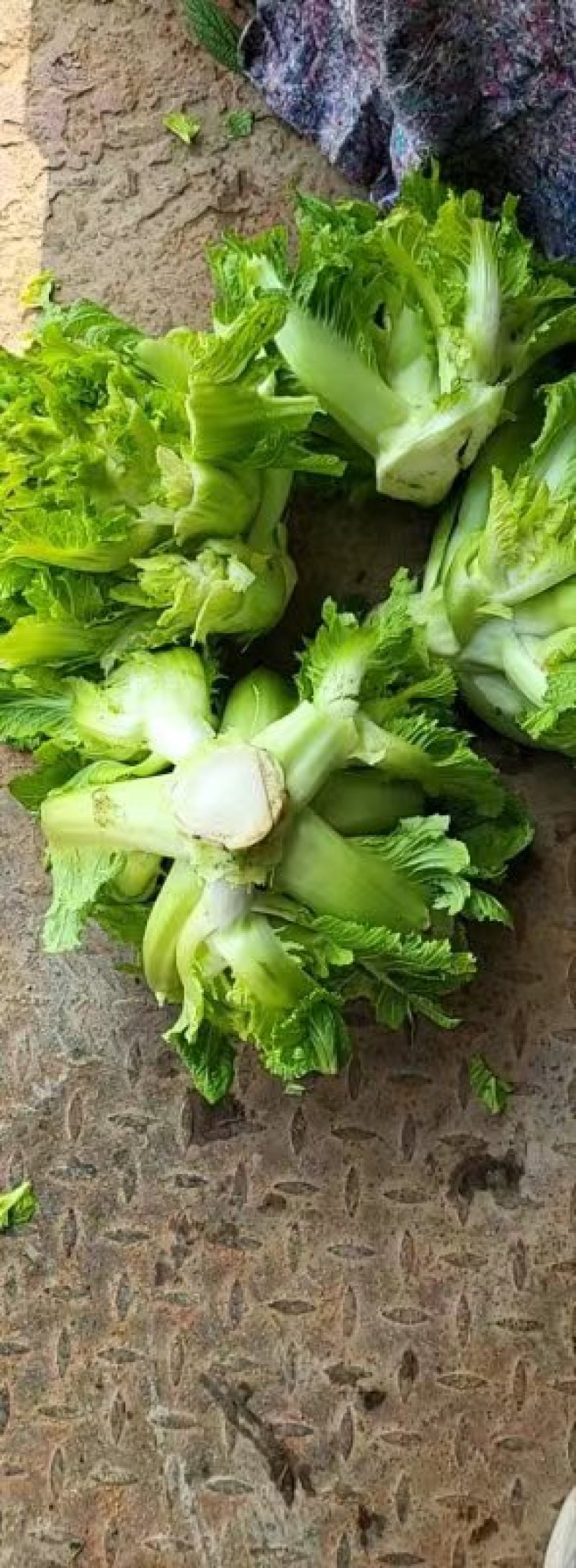 儿菜，精品儿菜，四川儿菜，重庆儿菜，优质儿菜