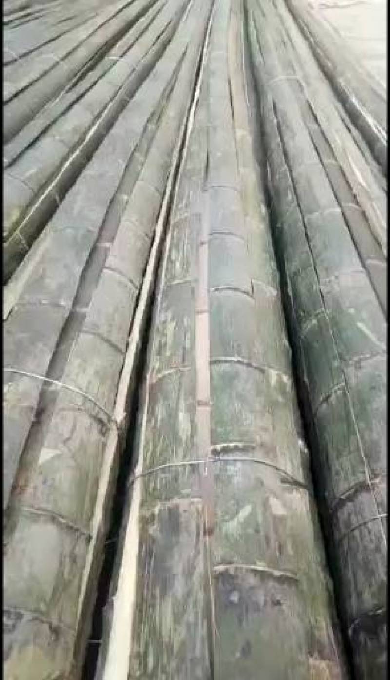 湖南省衡阳楠竹品质肉厚，产地批发，6到1O寸