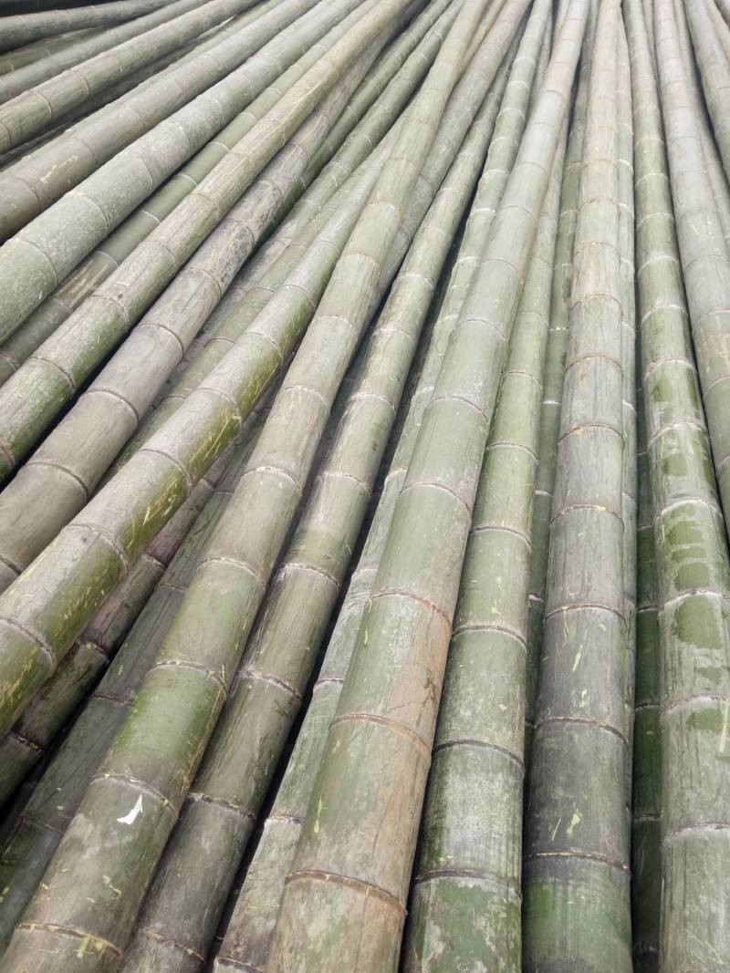 湖南省衡阳楠竹品质肉厚，产地批发，6到1O寸