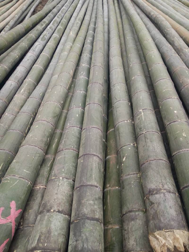 湖南省衡阳楠竹品质肉厚，产地批发，6到1O寸
