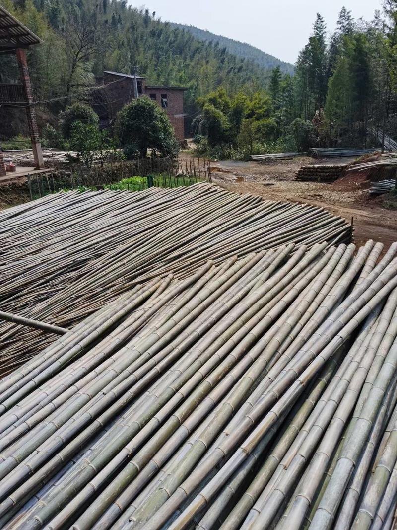 湖南省衡阳楠竹品质肉厚，产地批发，6到1O寸