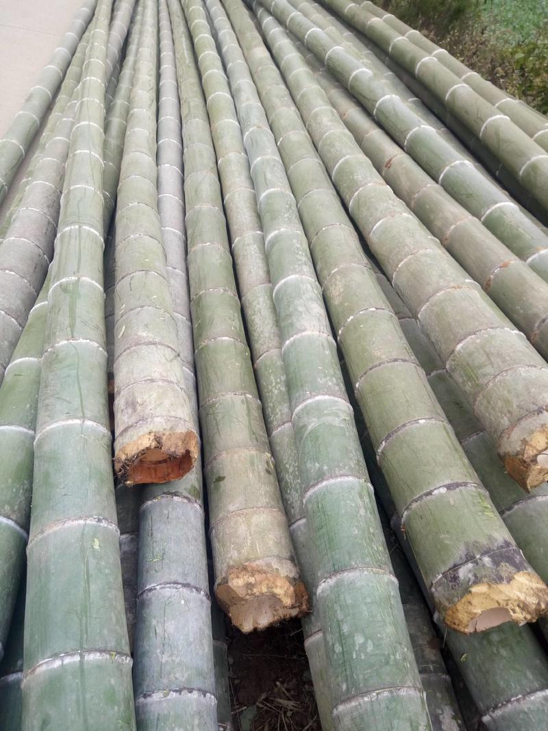 湖南省衡阳楠竹品质肉厚，产地批发，6到1O寸