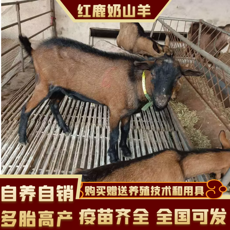 红鹿奶山羊中华国宝红鹿奶山羊日产奶8~18斤大奶盒