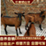 红鹿奶山羊中华国宝红鹿奶山羊日产奶8~18斤大奶盒