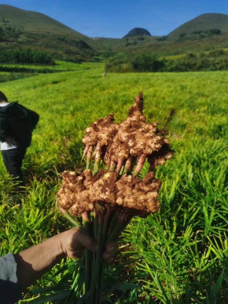 云南丘北二号姜价格便宜高海拔坡地种植，耐运输储存