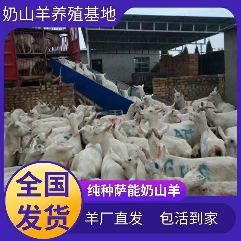 纯种萨能奶山羊每天产奶8~18斤纯种萨能奶山羊种公