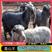 国宝青山羊多胎优质品种多胎多羔一年两窝一