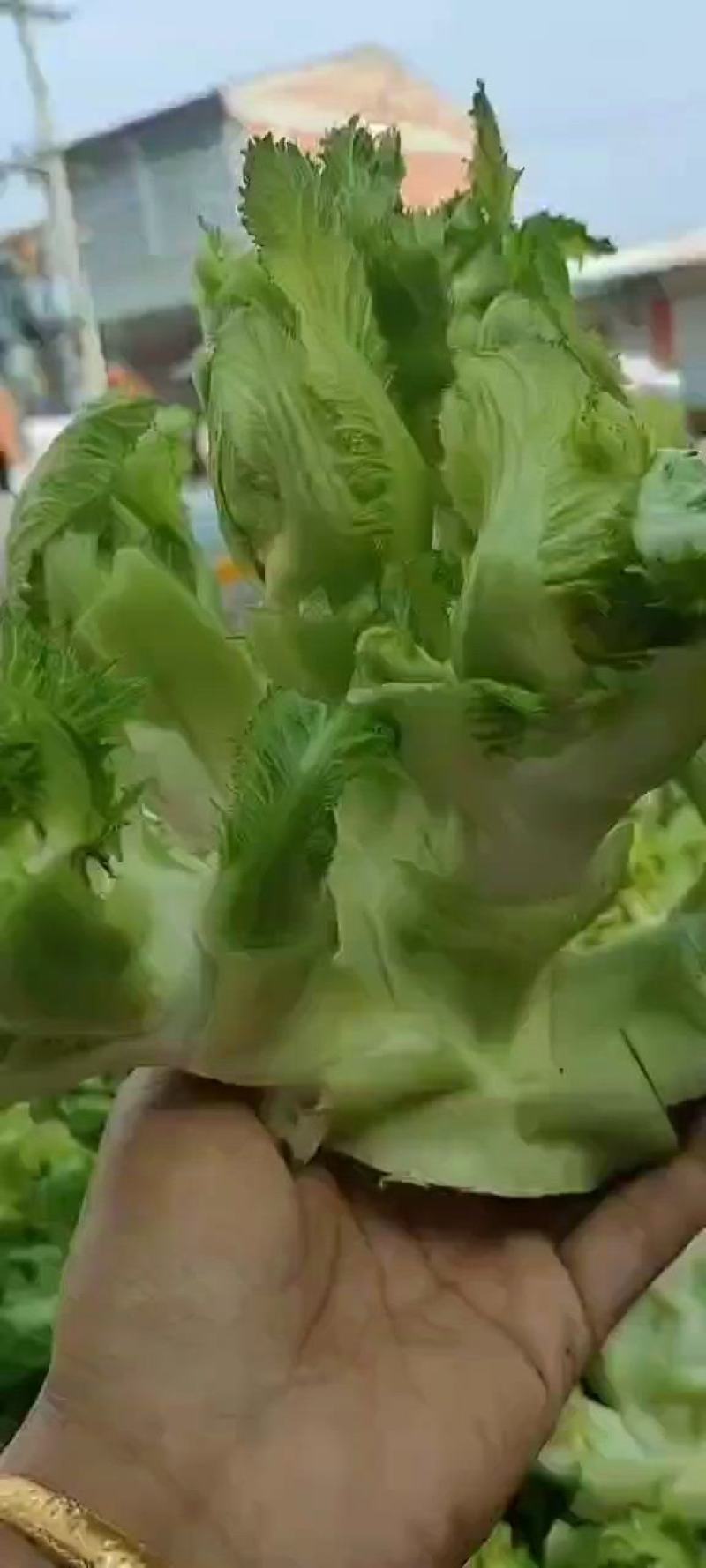 优质儿菜，儿菜头，娃娃菜，多子菜代发各大市场对接电商平台