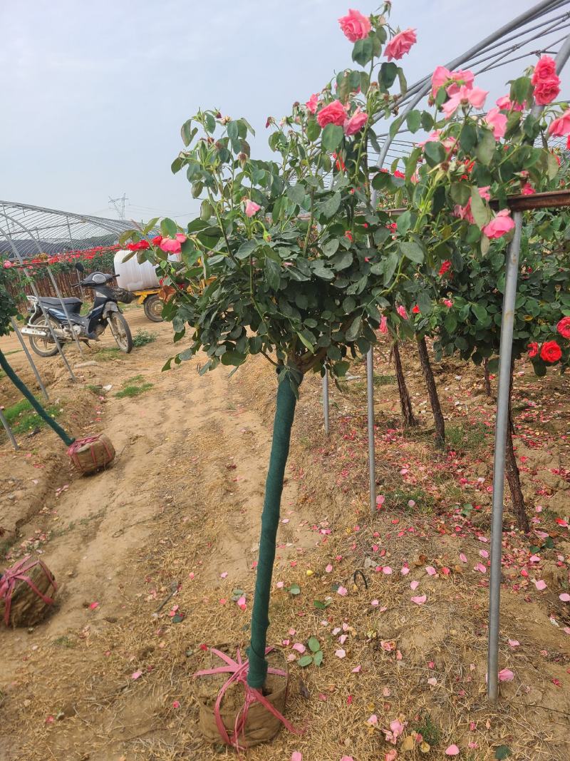 树桩月季大花月季花粉扇绯扇1-15公分规格齐全