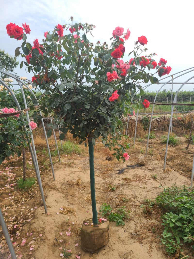 树桩月季大花月季花粉扇绯扇1-15公分规格齐全