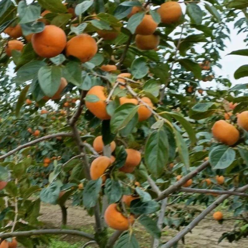 阳丰、茨郎脆甜柿苗自然脱涩不用削皮