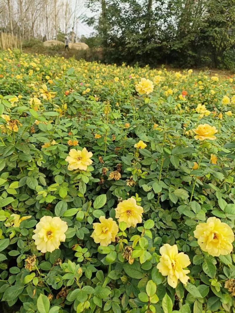 盆花月季红色宝石冰红黄从容粉扇绯扇大花月季丰花月季