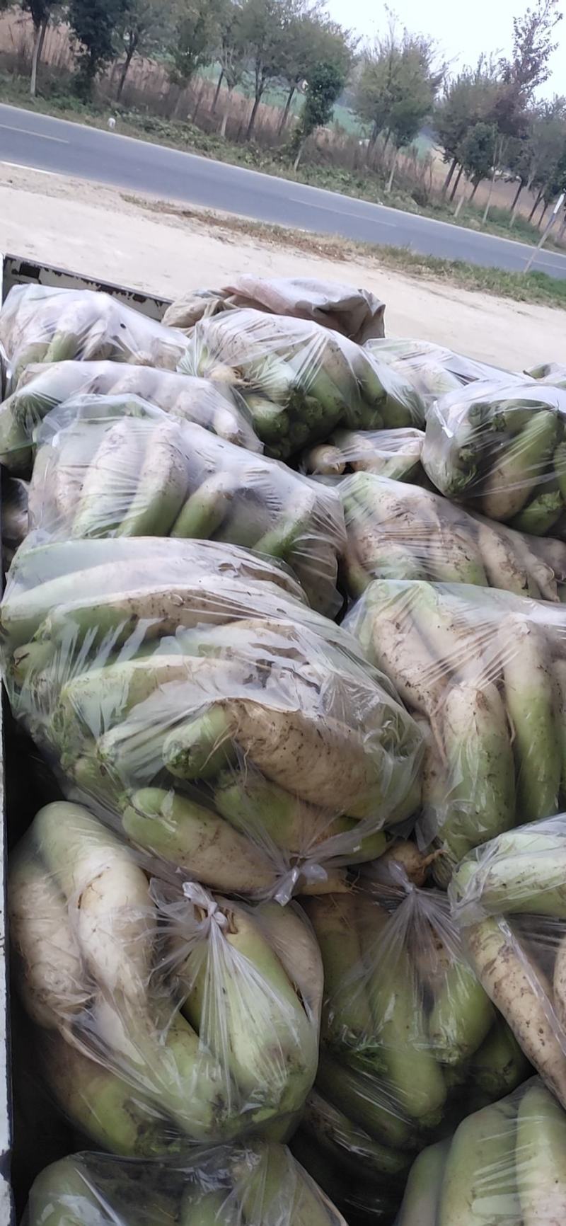 襄阳青头萝卜大量上市