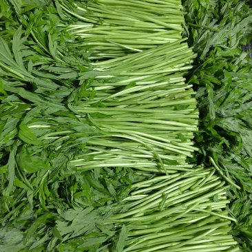 八卦洲芦蒿