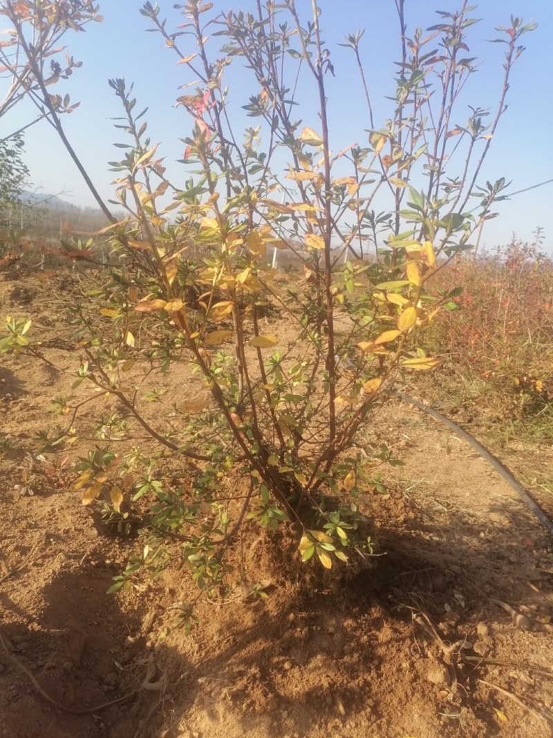 杜鹃映山红大货！耐寒品打造庭院的优良选择！顺丰快递包邮！