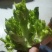 大芯儿菜