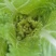 大芯儿菜