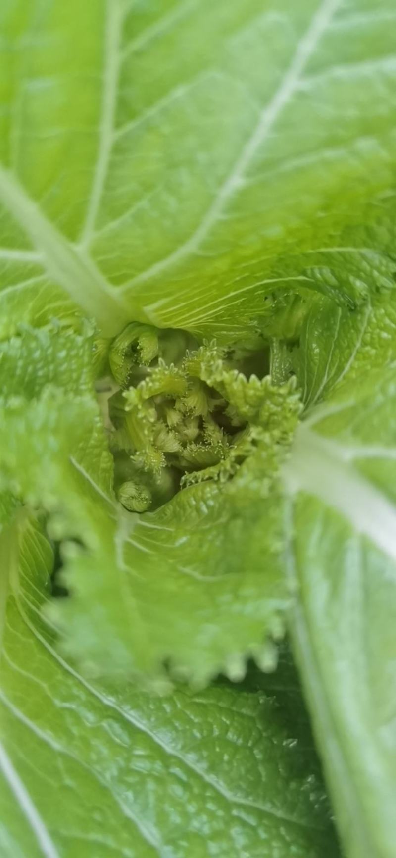 大芯儿菜