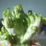 大芯儿菜