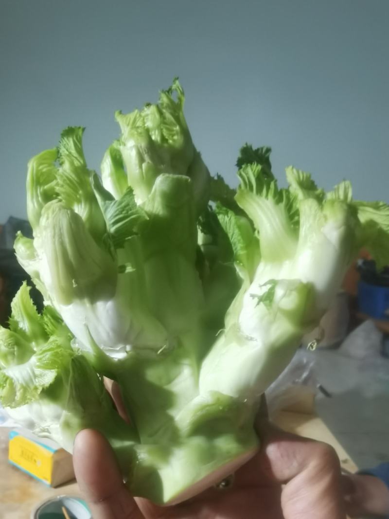 大芯儿菜