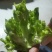 大芯儿菜