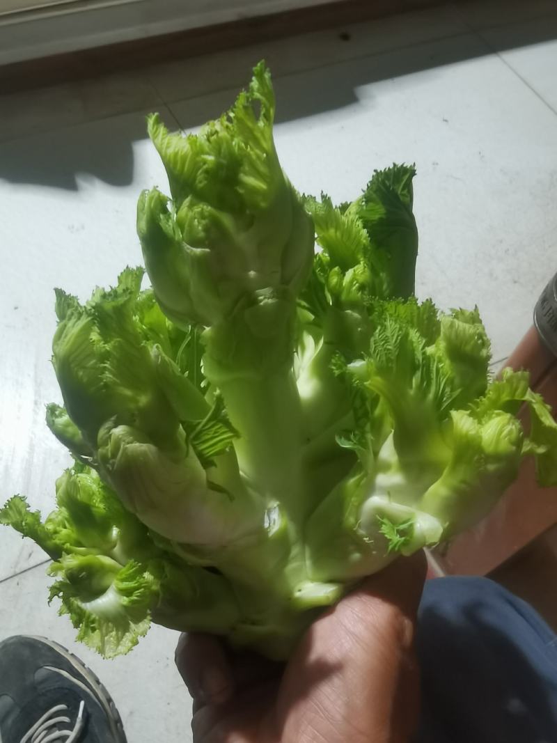 大芯儿菜
