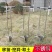 不锈钢玉米移苗器栽苗神器栽苗器打孔器移苗铲蔬菜移栽器打