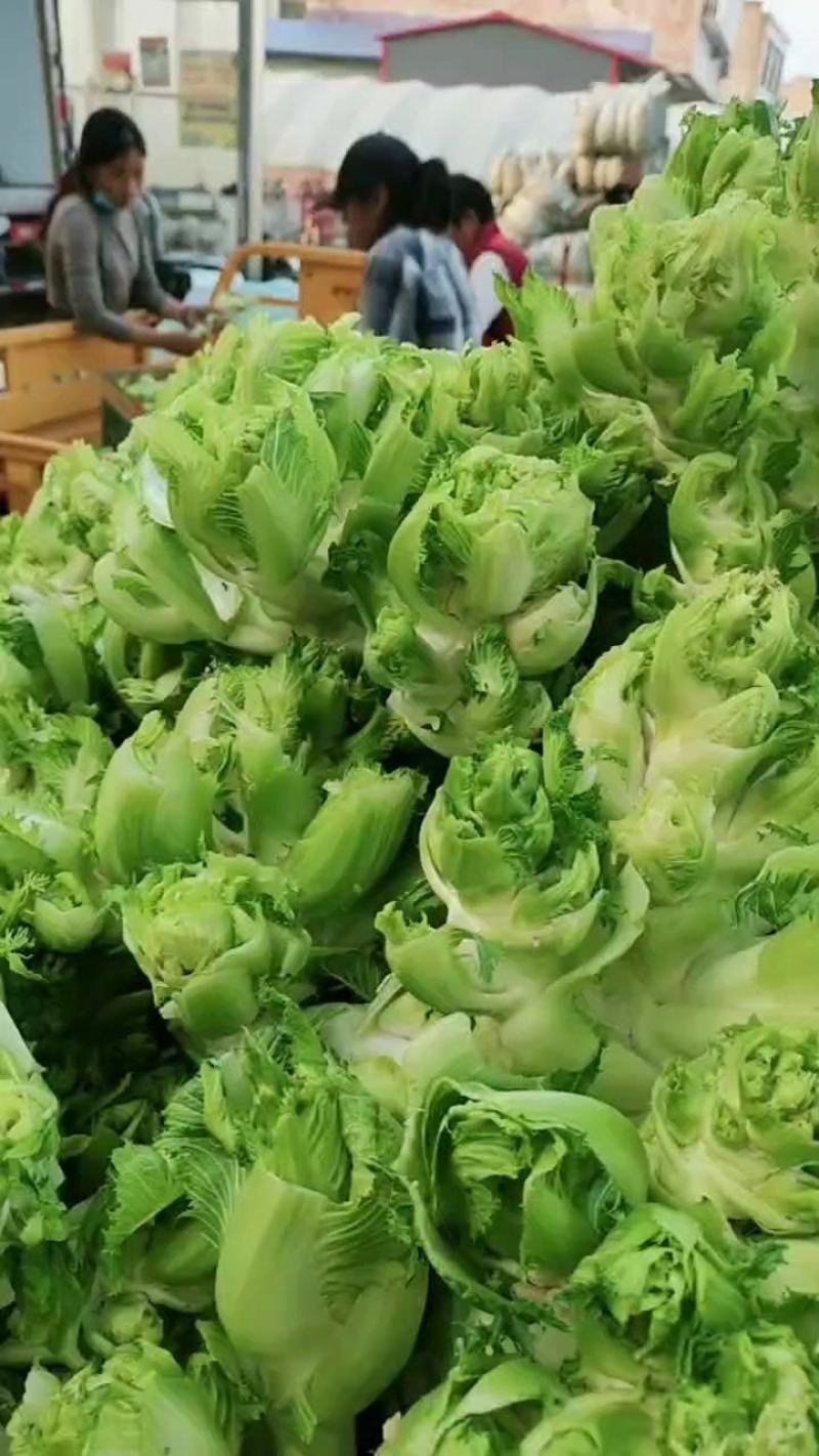 儿菜精品儿菜头，多子菜，娃娃菜，专业代发直供产地