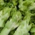 儿菜精品儿菜头，多子菜，娃娃菜，专业代发直供产地