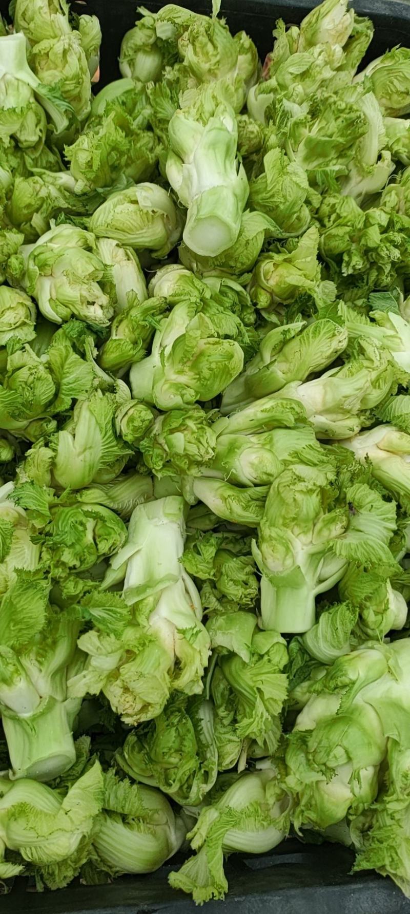 儿菜精品儿菜头，多子菜，娃娃菜，专业代发直供产地