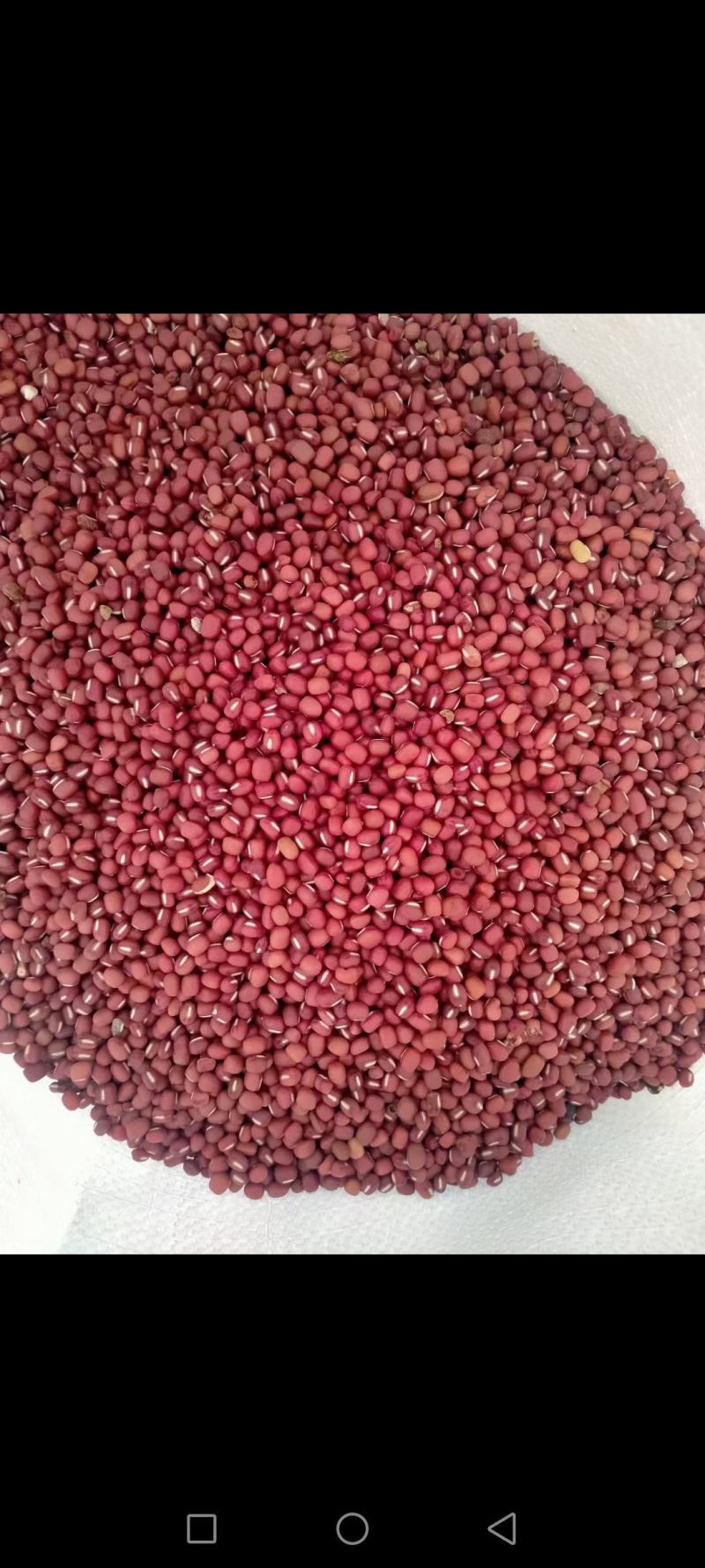 农家自产新红小豆、红豆：皮薄肉多易煮、软糯、出沙多！