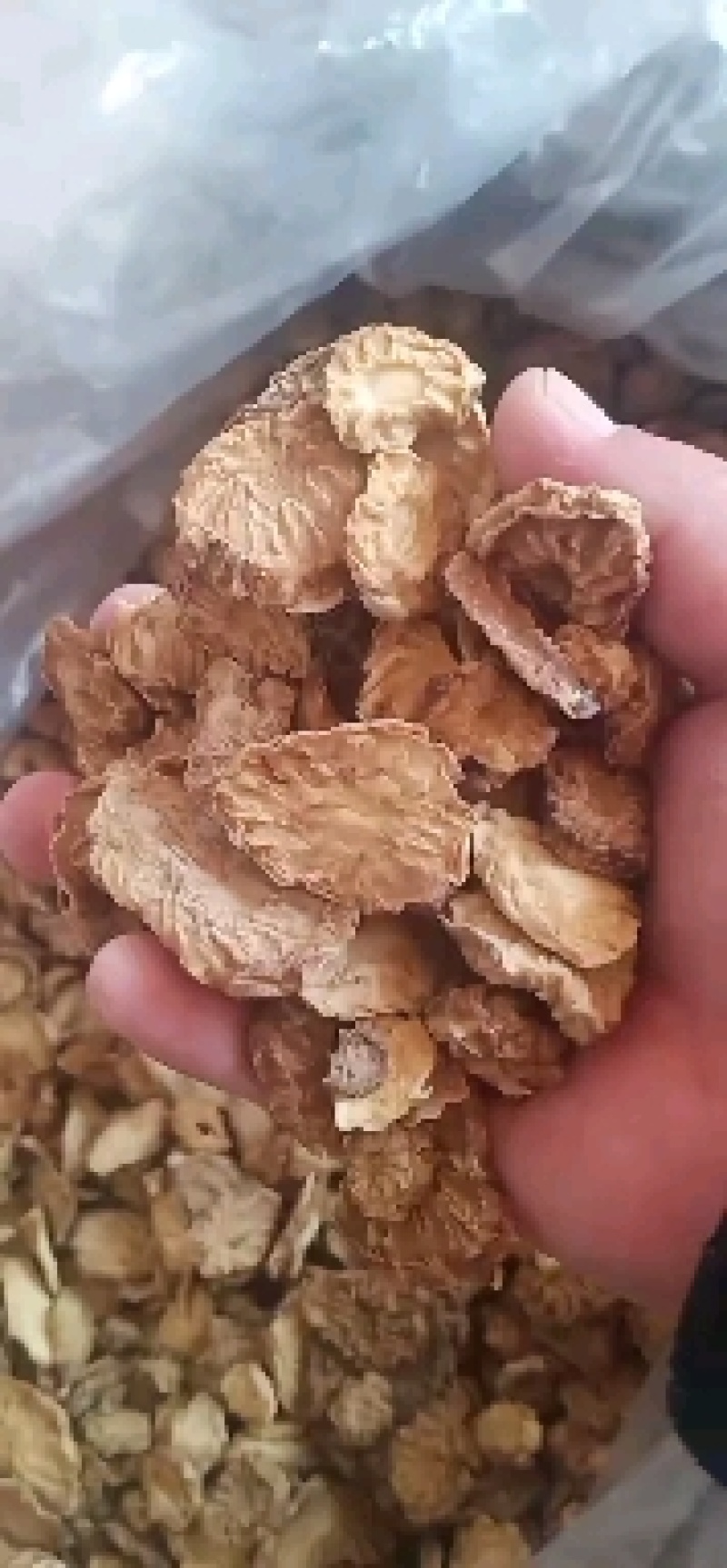 内蒙阿拉善秋冬季肉苁蓉片