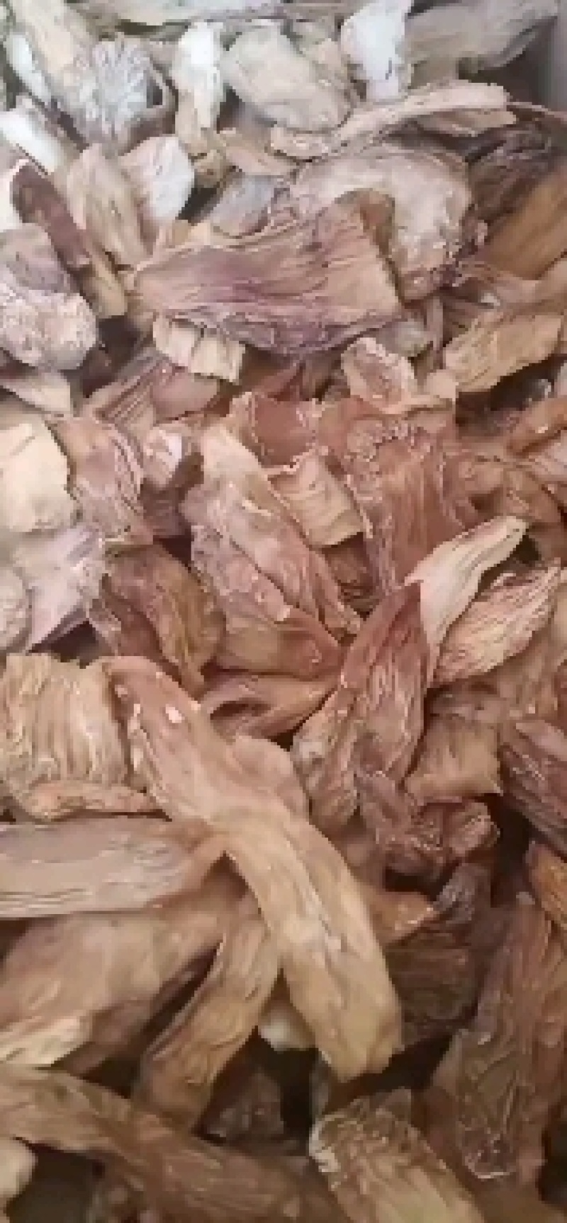 内蒙阿拉善秋冬季肉苁蓉片