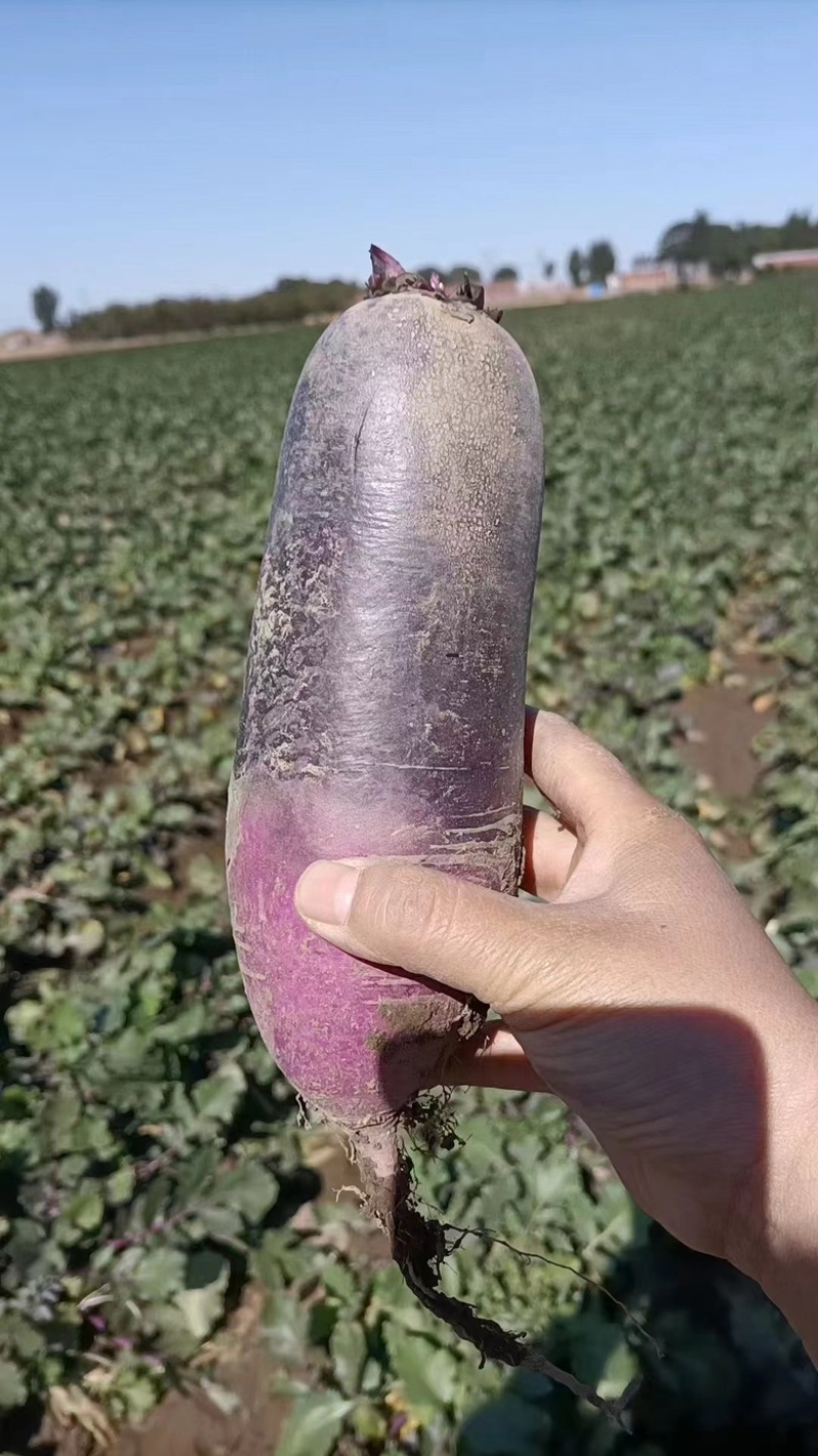冰激凌萝卜，山东水果萝卜，大量效果质量保障，全国各地供应