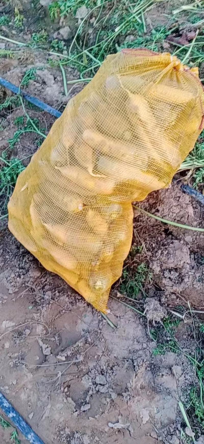 喂牛羊的黄萝卜
