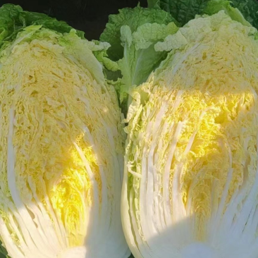 山东黄心白菜,现挖现发,无虫眼大量现货,基地供应全国