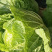 山东黄心白菜,现挖现发,无虫眼大量现货,基地供应全国