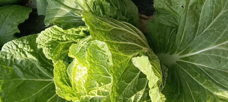 山东黄心白菜，现挖现发，无虫眼大量现货，基地供应全国
