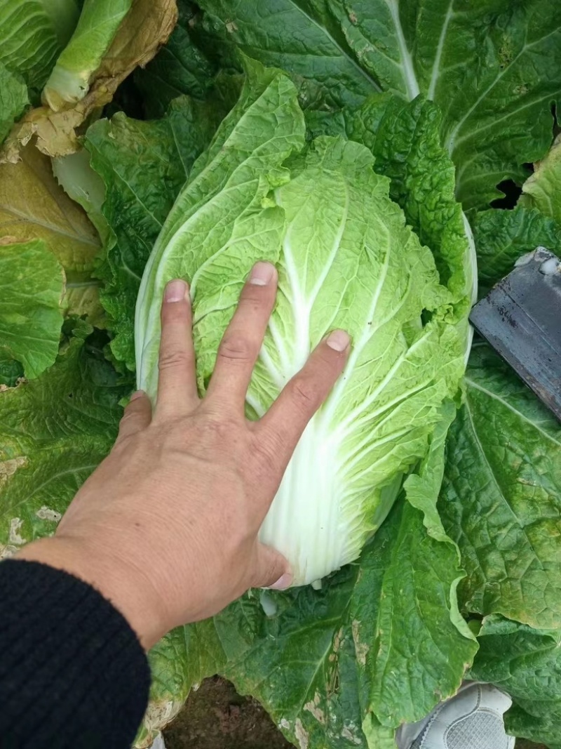 山东黄心白菜，现挖现发，无虫眼大量现货，基地供应全国