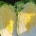 山东黄心白菜,现挖现发,无虫眼大量现货,基地供应全国
