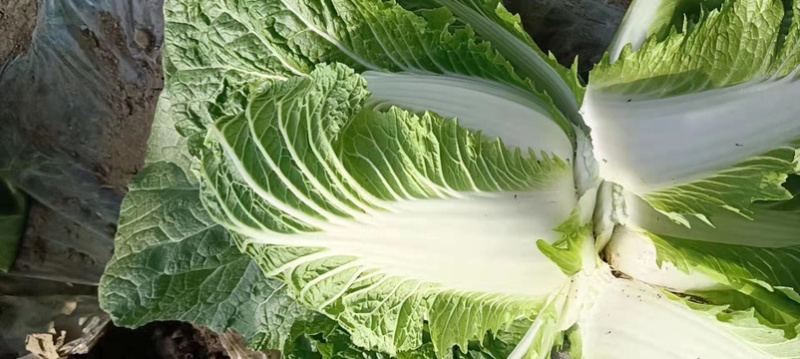 山东黄心白菜，现挖现发，无虫眼大量现货，基地供应全国